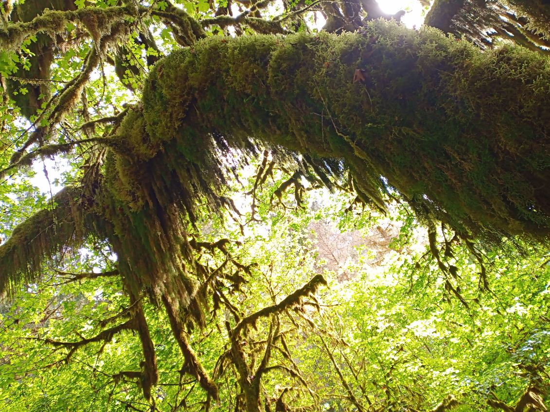 Hoh Rainforest, Washington