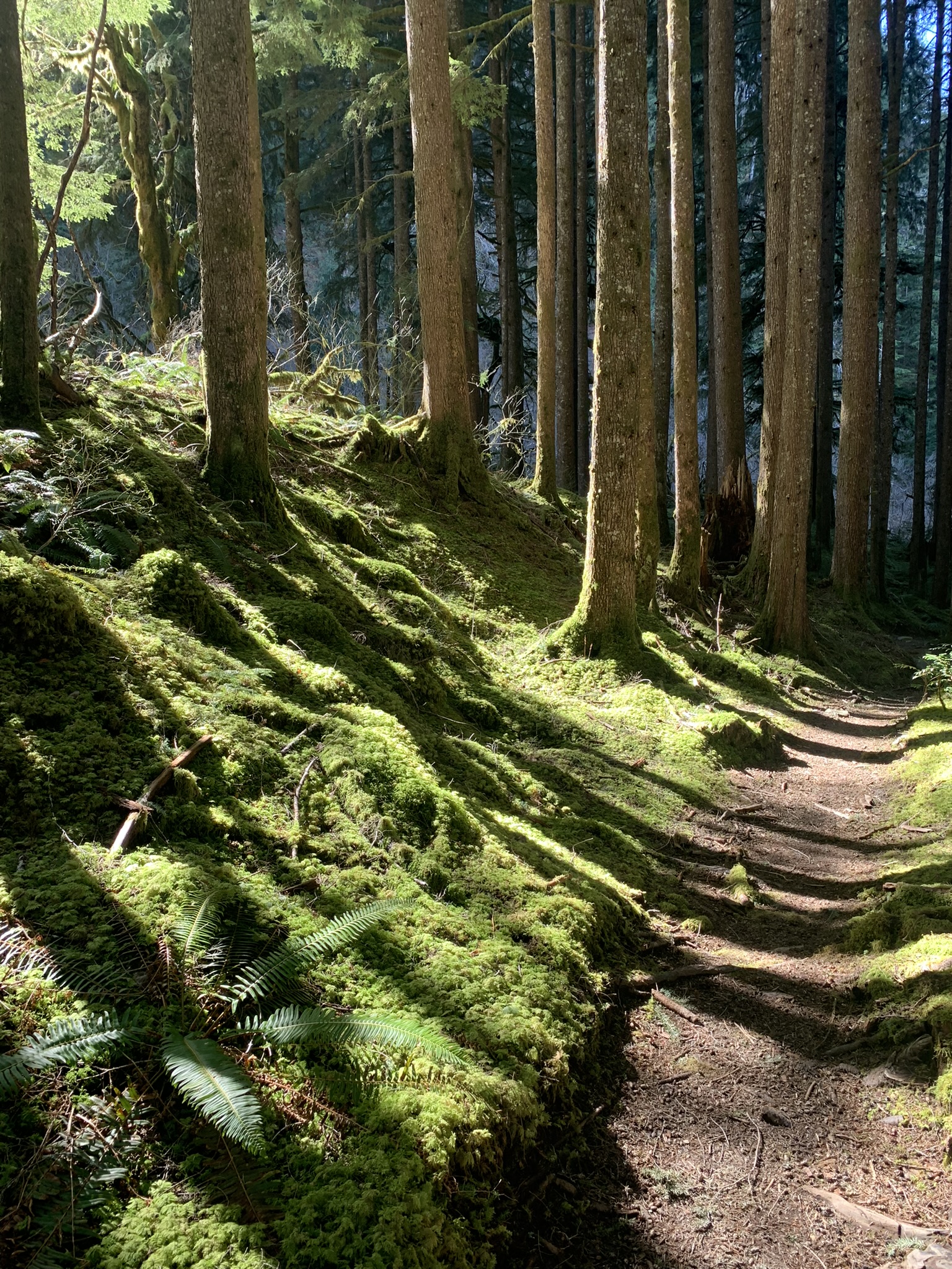 Middle Fork Snoqualmie Trail, Washington